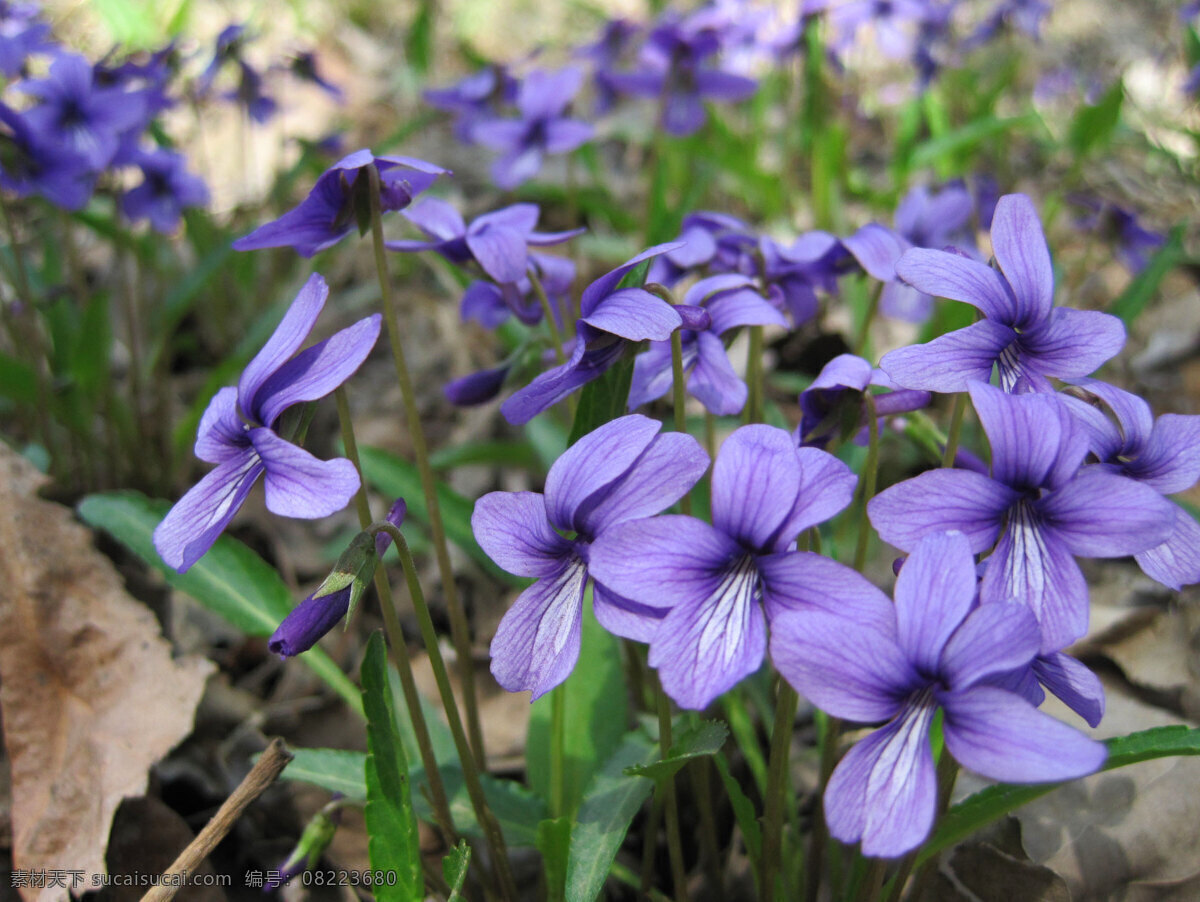 紫花地丁 春花 野花 春天 紫色 小花 生物世界 花草