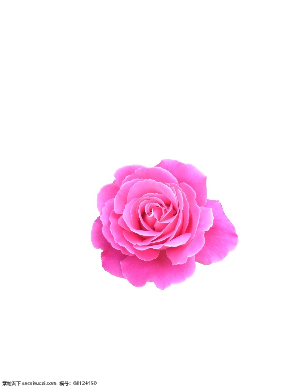 高清玫瑰花 玫瑰 月季 粉色 花朵 粉玫瑰 摄影生物 自然景观 自然风光