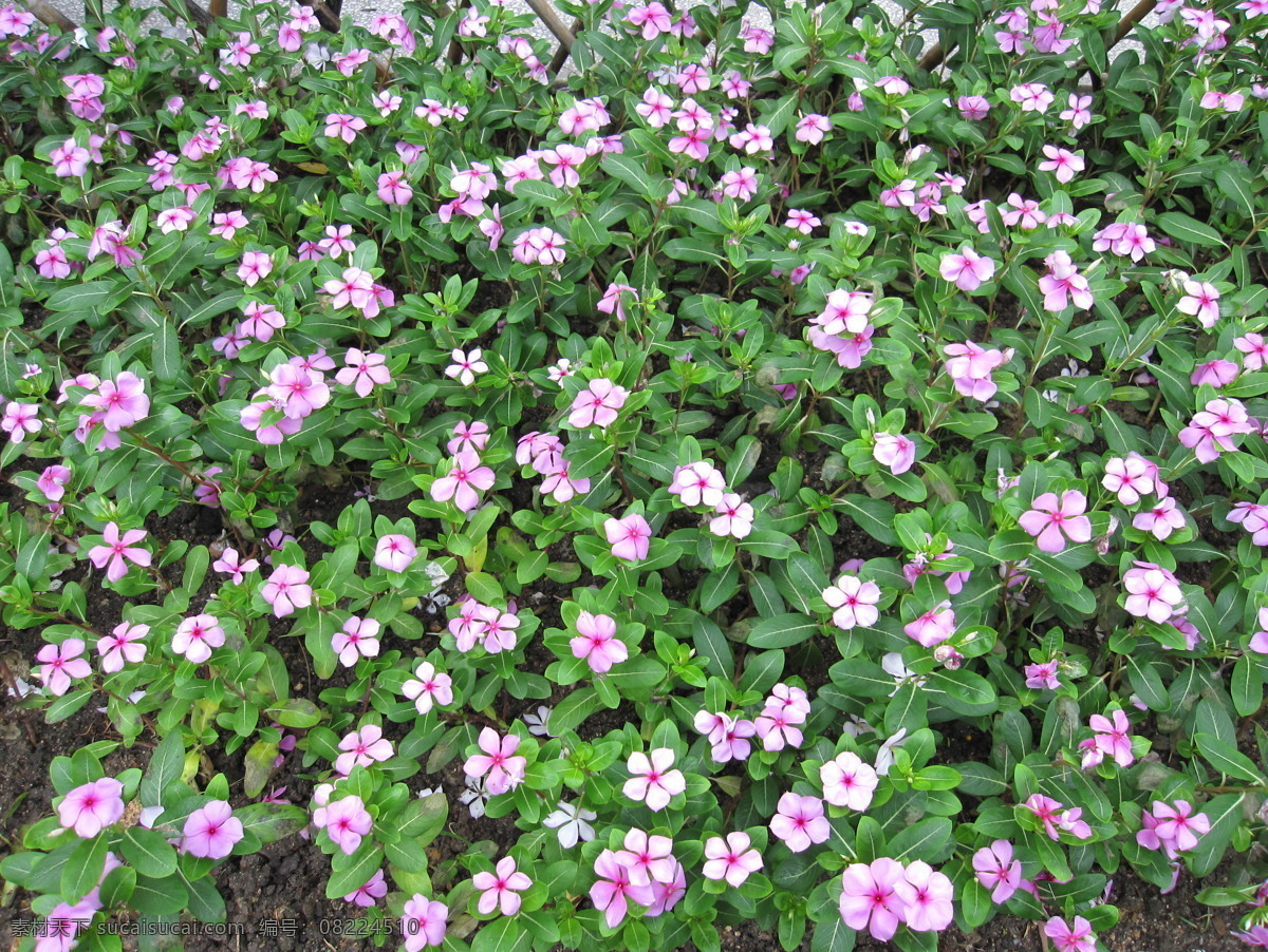 长春花 花草说 花草 生物世界