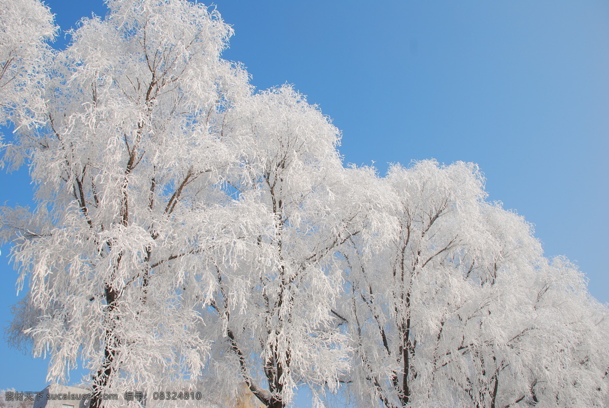 吉林雾凇 雾凇 吉林市 雪景 冬季 白色 松花江 自然风景 自然景观