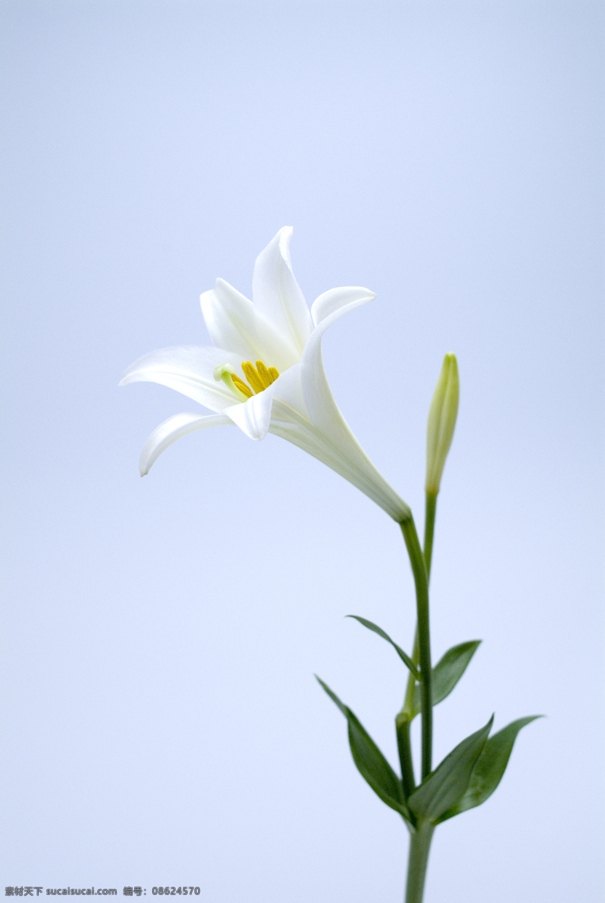 百合花 花 花卉 花艺术 自然 花世界 鲜花 花草 生物世界