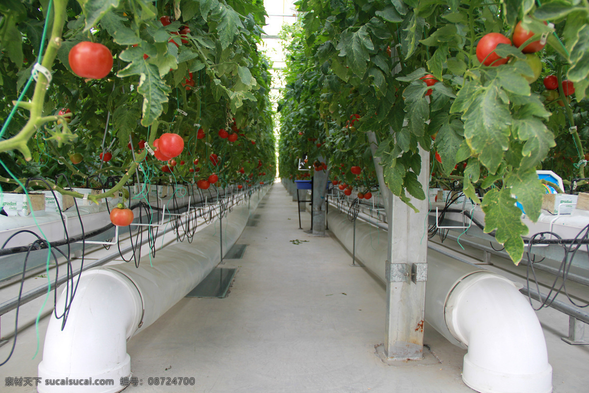 无土栽培 西红柿 智慧农业 立体循环农业 番茄 科技种植 四位一体 国丰农业 现代科技 农业生产