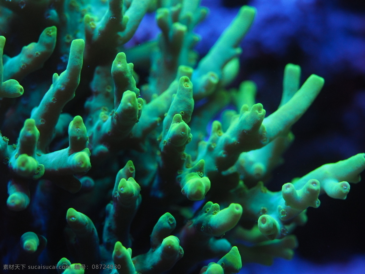 sps 硬骨 珊瑚 小水螅体 海水缸 生物世界 海洋生物