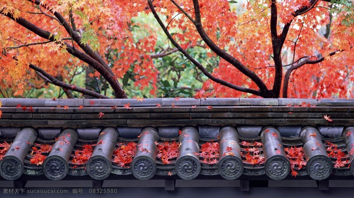 屋檐 下 红色 枫叶 枫树 复古屋檐 风景 生活 旅游餐饮