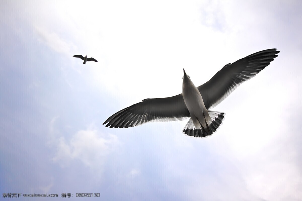 海鸥 阳光 蓝天白云 生物世界 鸟类 高清图片 飞翔