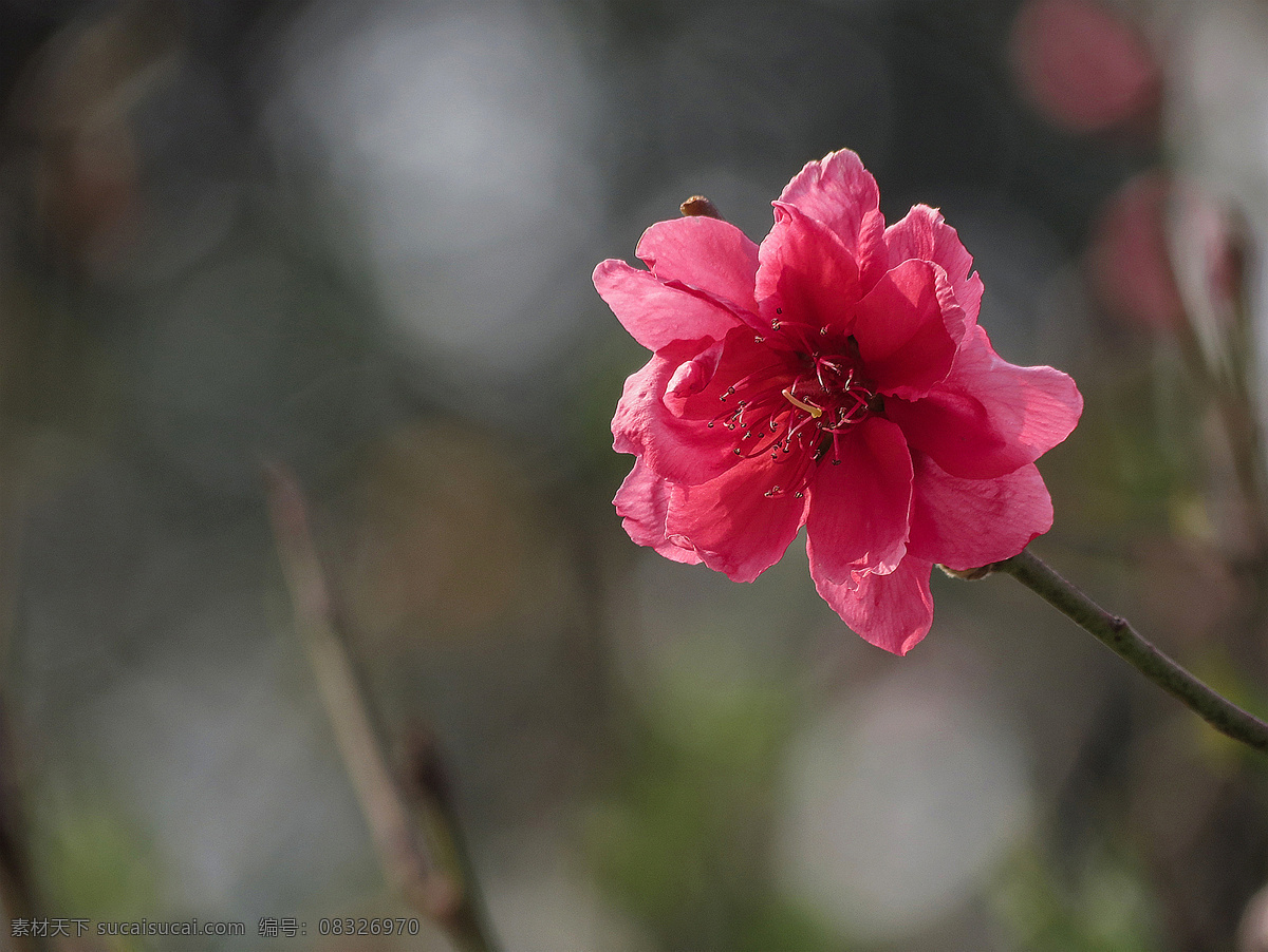 艳丽的桃花