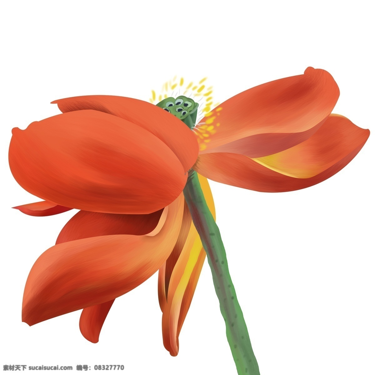 复古 写实 红莲 商用 元素 植物 花卉 插画 手绘