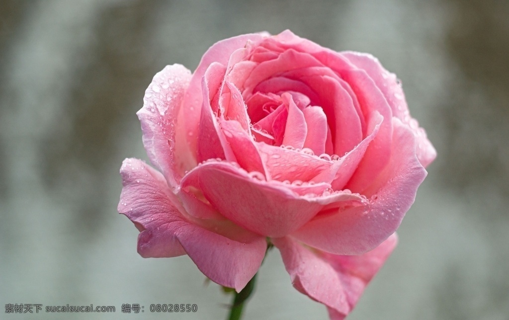 芭蕉叶 花 绿植 矢量 叶子 夏天 清新 植物矢量 叶子矢量 花矢量 绿植矢量 夏季 夏日 背景 花卉 季节 小清新 生态 绿色 绿色背景 植物背景 花卉背景 夏天背景 夏日背景 生物世界 花草