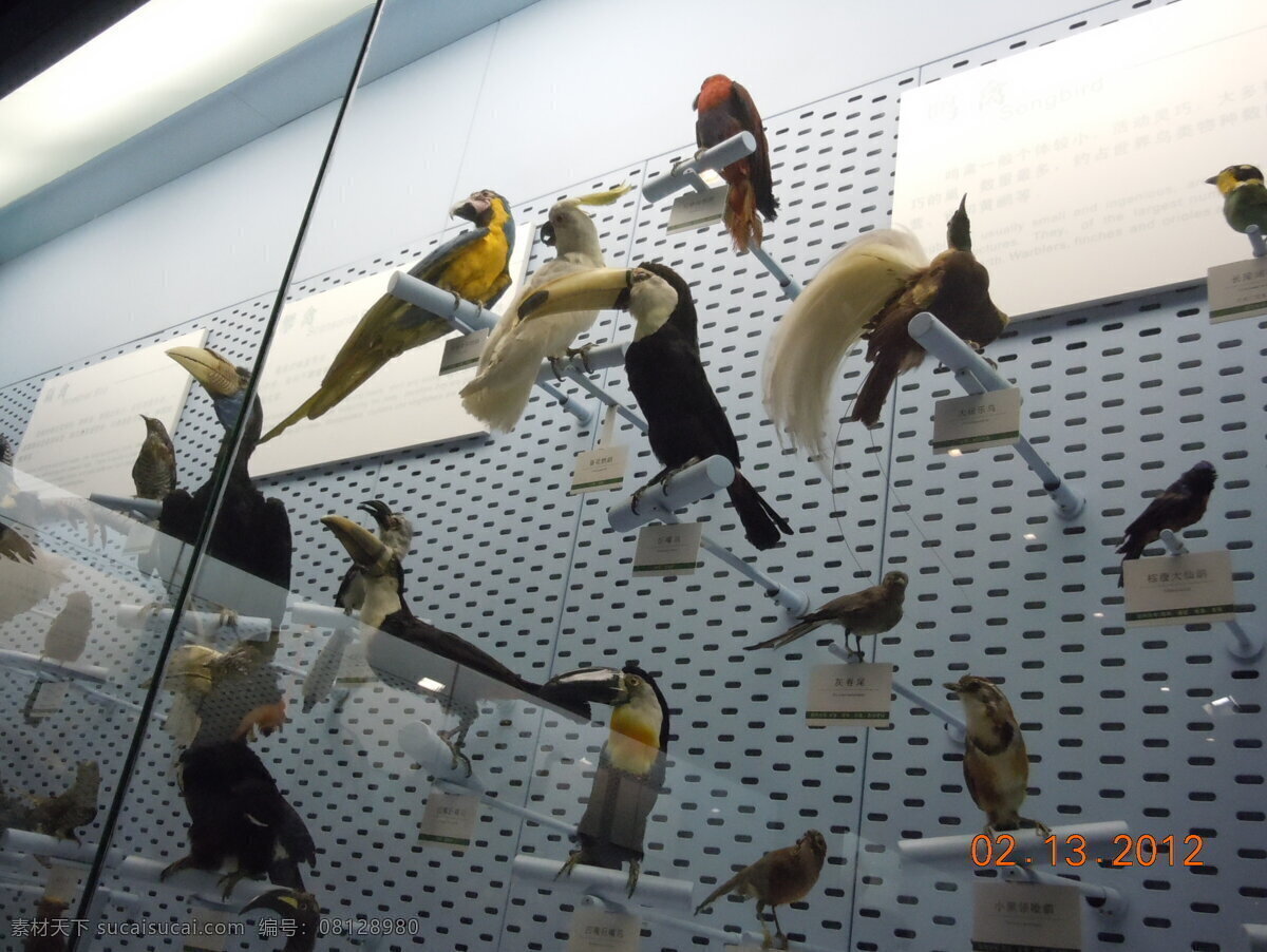 橱窗 动物世界 麻雀 鸟类 鹦鹉 动物标本 自然博物馆 鸟类标本 鹰 支架 家居装饰素材 展示设计