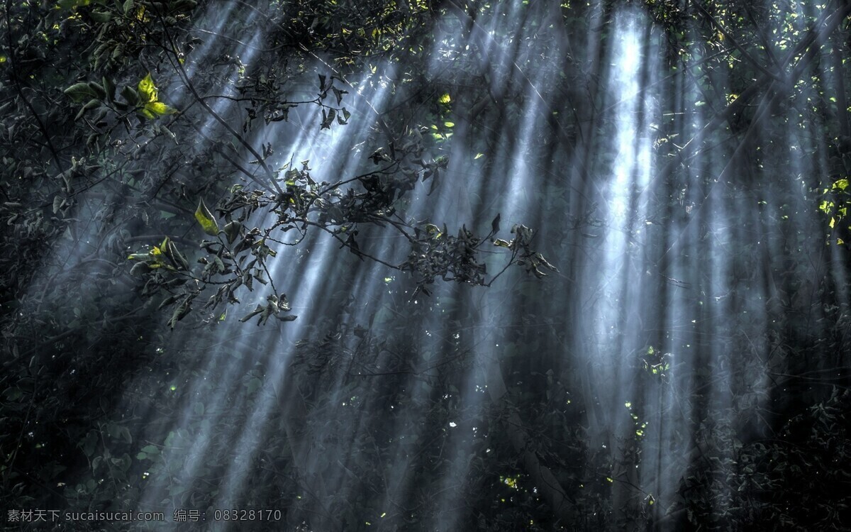 唯美 树木 风景 高清 光影 森林 树林