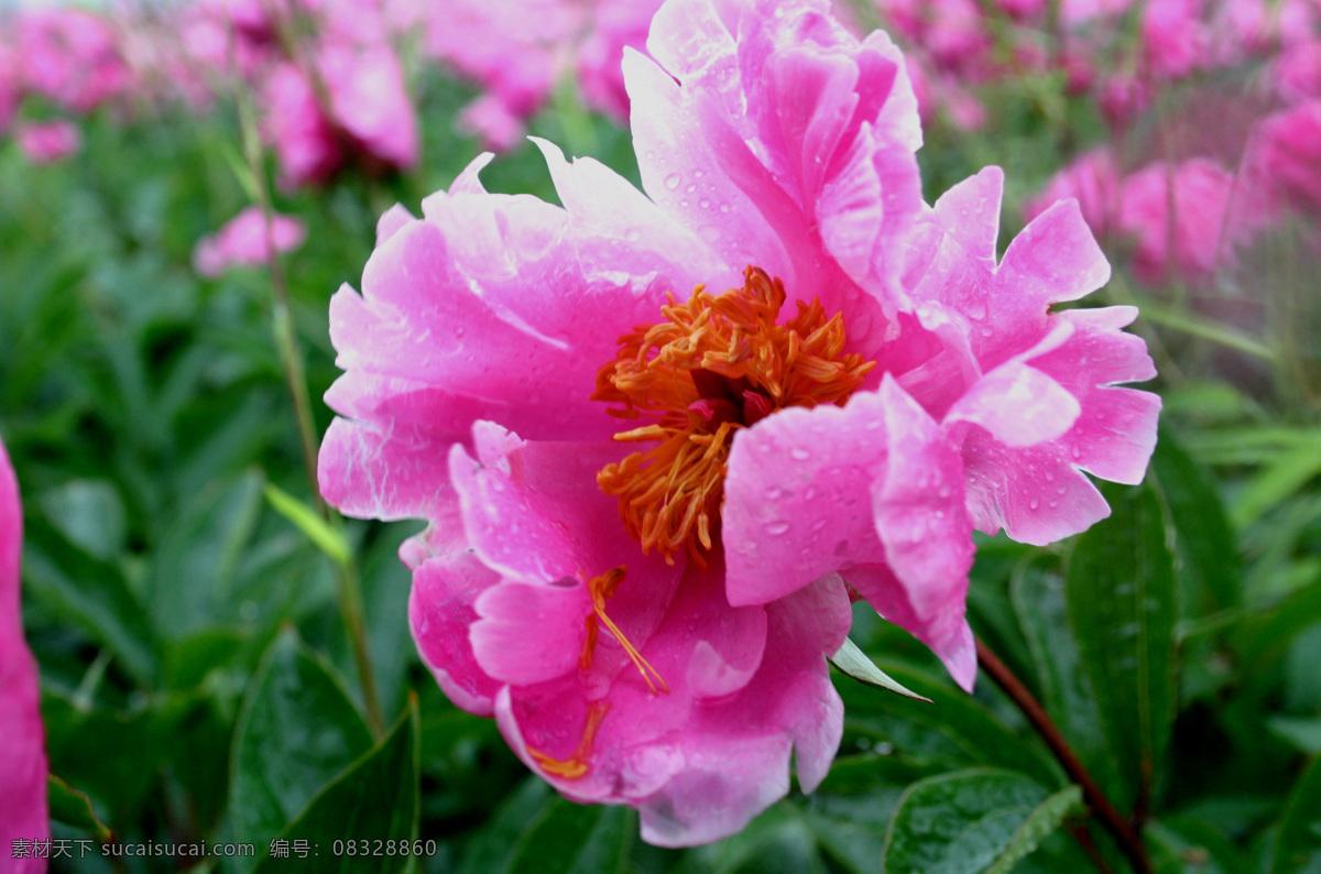 白芍 芍药花 春花 雨中花 绿叶红花 特写 花草 生物世界
