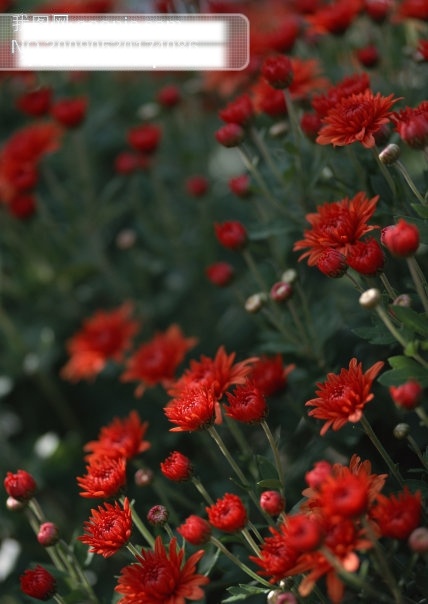 都市花丛 摆设 春夏秋冬 花瓣 花朵 花卉 花蕾 浪漫 摄影图 盛开 鲜花盛开 清晰花朵 鲜花 栽培种植 艺术插花 植物 五彩缤纷 特写 欣赏 装饰 鲜艳花朵 自然景观 家居装饰素材