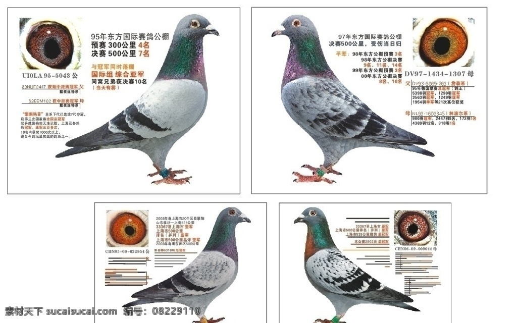 鸽展制作文件 鸽子 血统表 鸽子眼睛 鸽子成绩表 矢量