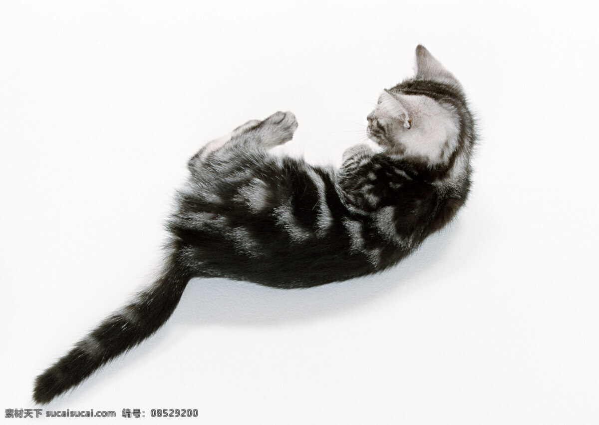 猫 高清 高清图片 高清图片素材 猫狗 猫狗宠物 猫猫 猫咪 生物世界