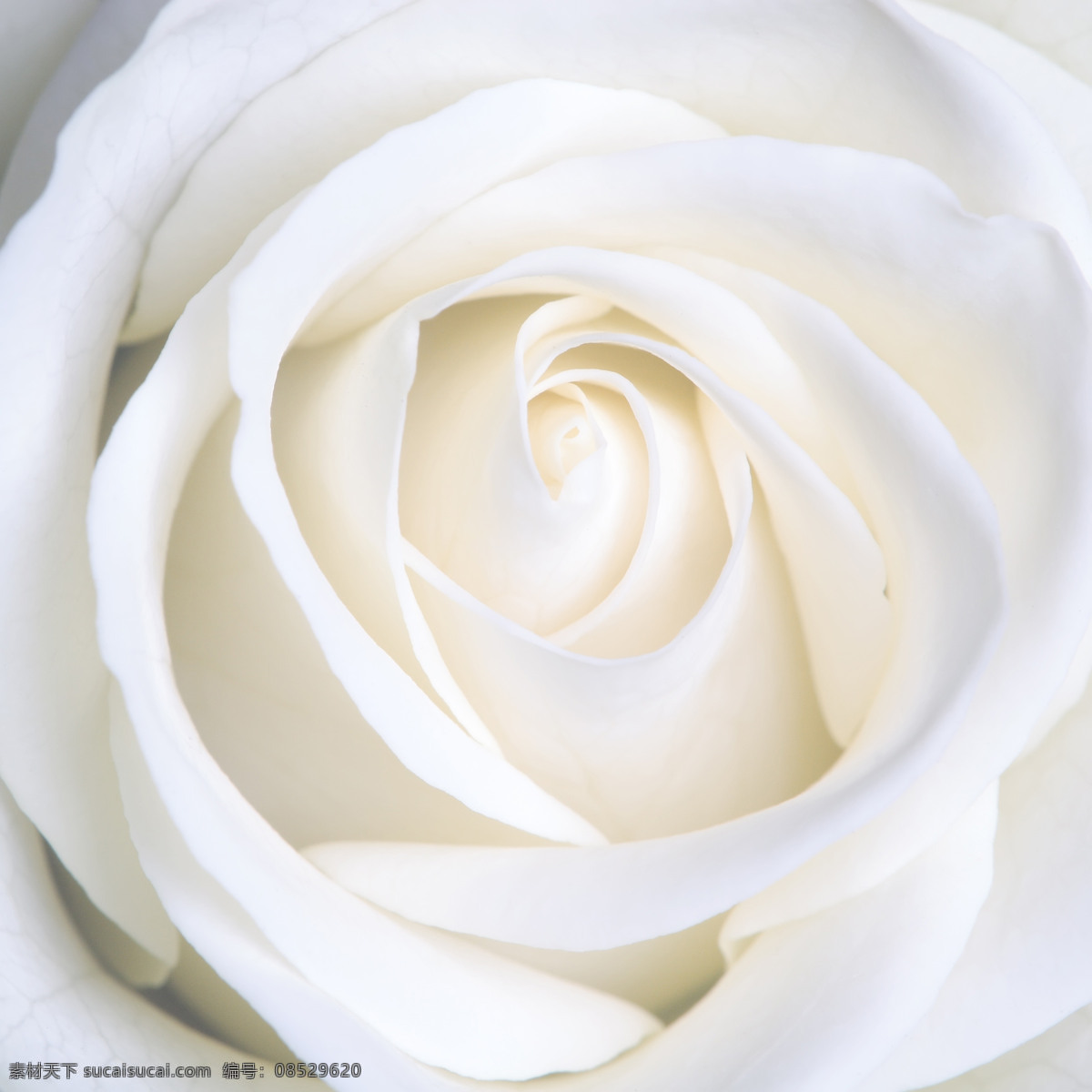 纯 美白 玫瑰 白花背景 白玫瑰 花心 花语 玫瑰花语 白色玫瑰底图 白色底图 洁白花 纯洁花朵 素色底图 背景图片