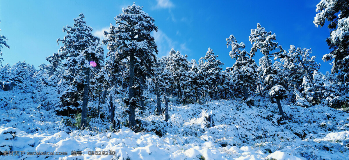 冬天 雪景 白雪 背景 冬天雪景 风光 风景 季节 摄影图库 自然 自然景观 自然风景 生活 旅游餐饮