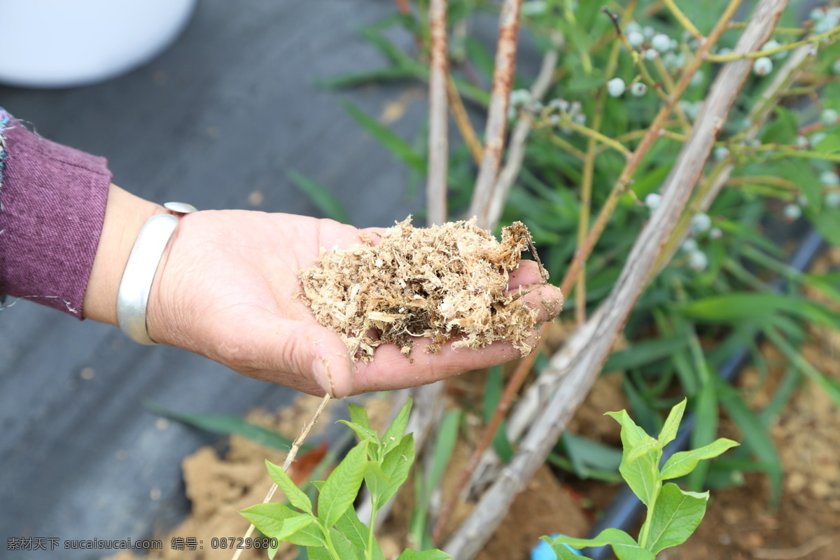 蓝莓 水果 新鲜蓝莓 高清拍摄 外拍蓝莓 棚拍水果 食品 鲜果 蓝莓果园 拍摄 生物世界