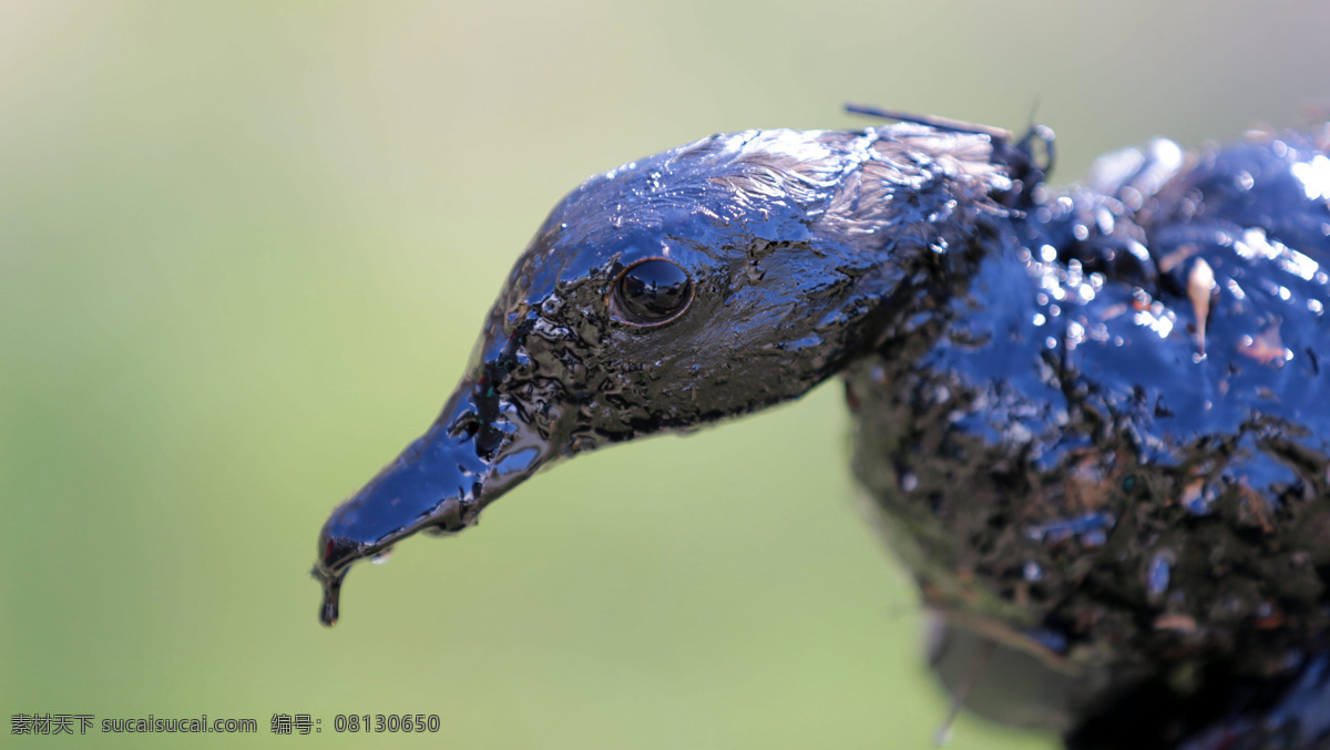 原油泄漏 原油 泄漏 污染 生命 生物 鸭子 致命 眼神 环保 能源 石油 海洋污染 环境 破坏 毁灭 野生动物 生物世界