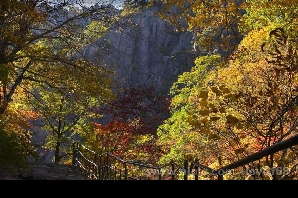 悬崖峭壁 树林 树 彩色树林 自然景观 自然风景 湖泊树木 摄影图