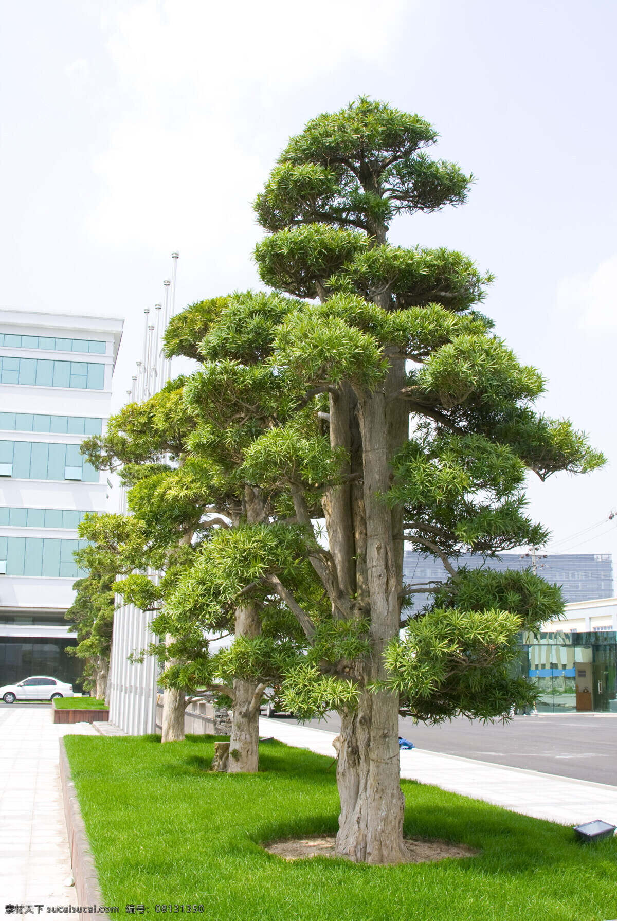 挺拔的松柏 松柏 松树 大树 工业园里的树 公园的树 树木树叶 生物世界