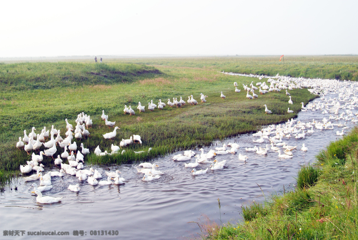 一群鸭子 鸭子 河流 绿草 鸭群 放养鸭子 家禽家畜 生物世界