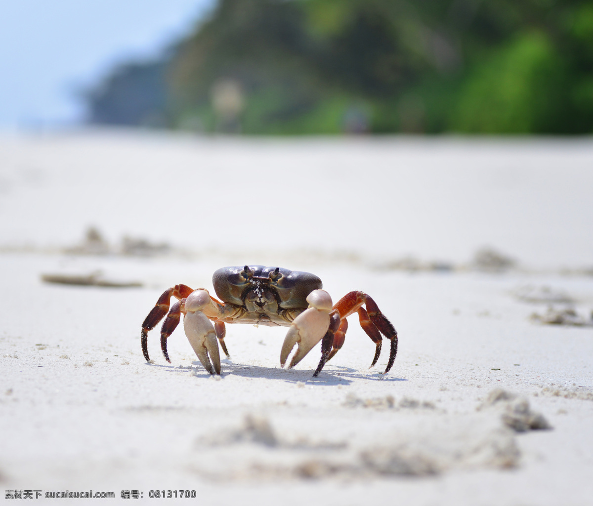 沙滩上的螃蟹 螃蟹 海滩上的螃蟹 沙滩 水生物 海生物 动物摄影 水中生物 生物世界 白色