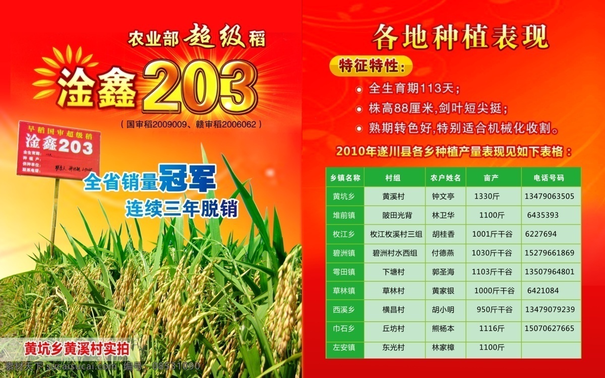 水稻免费下载 分层 psd文件 稻谷 稻子 红色 水稻 源文件 展板 淦鑫203 种子 超级稻 其他展板设计