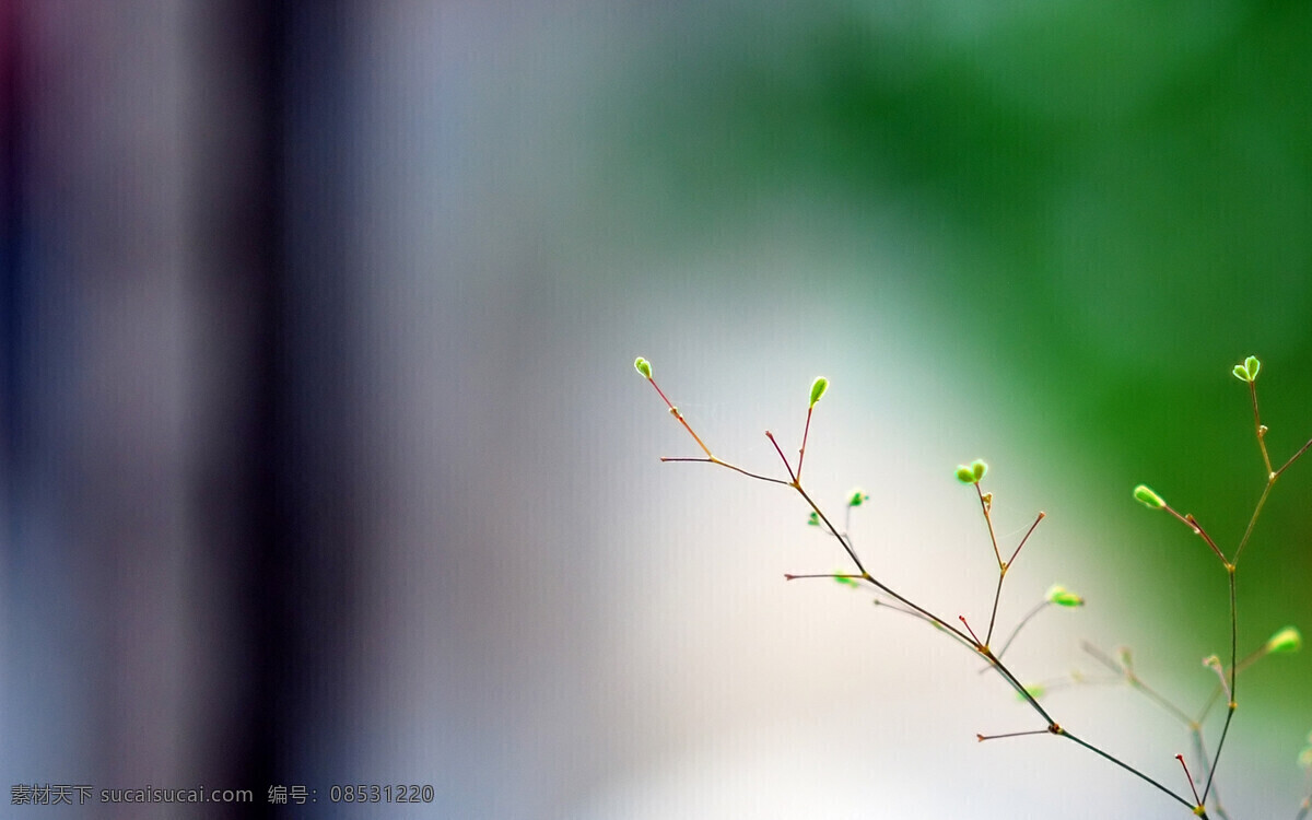 发芽 春天 绿色 摄影作品 自然风景 自然景观 绿芽儿 psd源文件