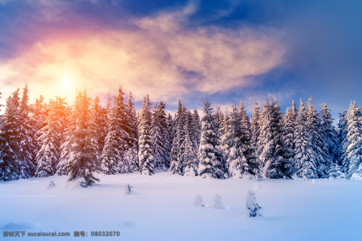 日落 雪松 风景 晚霞 秋天 自然风景 山水风景 风景图片