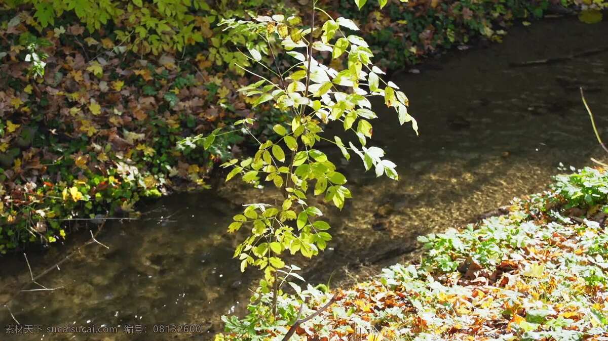 林溪2 自然 小溪 流动 河 水 岩石 苔藓 在户外 荒野 春天 新鲜的 山 木材 伍兹 林地 森林 宁静 安宁 生态的 生态学 环境 环境的