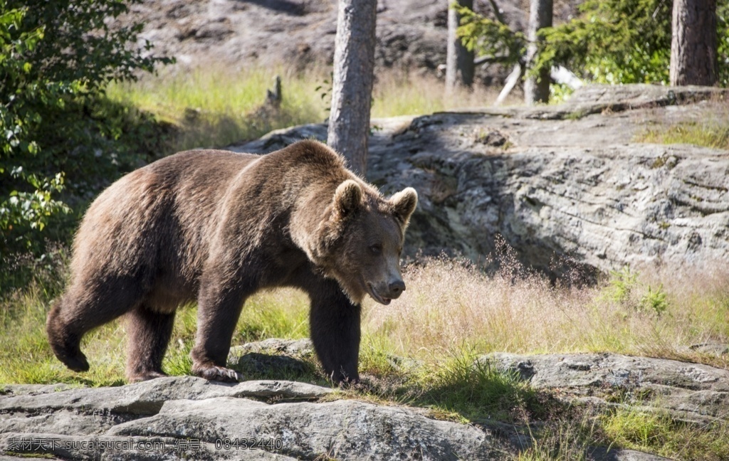 棕熊灰熊狗熊 熊 棕熊 黑熊 动物 棕色 野生 狗熊 哺乳动物 野生动物 棕色的熊 陆地动物 亚洲黑熊 大熊 灰熊 熊熊 小熊 动物昆虫 生物世界