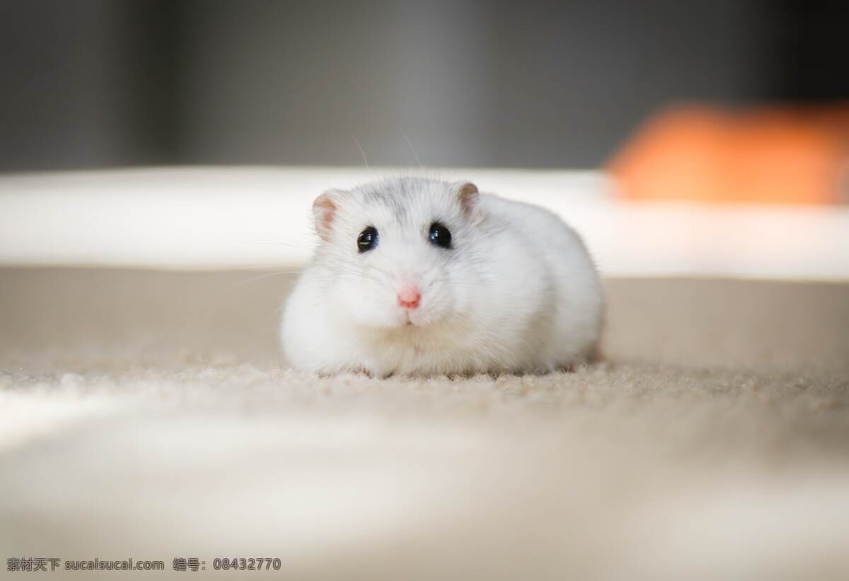 仓鼠 野生动物 动物 宠物 温顺 摄影类 生物世界 家禽家畜 精美 爱护 萌宠 墙贴 保护宠物 可爱 活动 高清 大图 对峙 教育 对视 和睦 严肃 庄重 慈爱 小宠 耗子 老鼠 布丁 自然动物