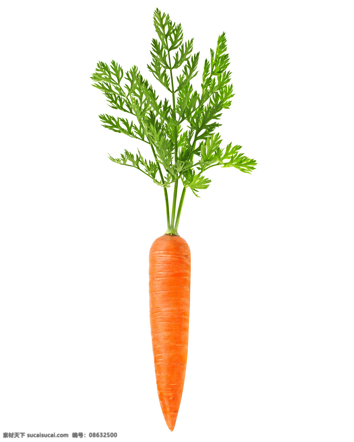 胡萝卜 红萝卜 非白萝卜 新鲜蔬菜 超市蔬菜 胡萝卜特写 食物原料 餐饮美食