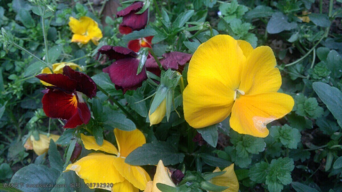 三色堇 花卉 花类 小花 植物 生物世界 花草