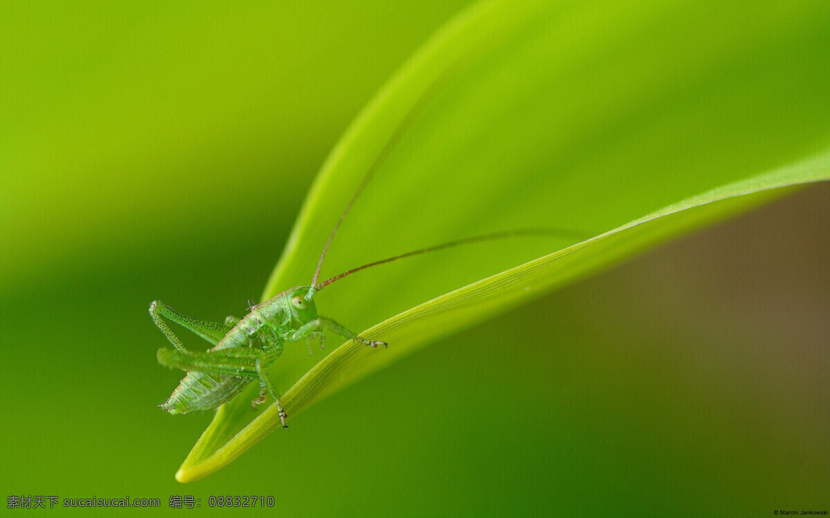 蚱蜢 昆虫 绿叶 生物世界 绿色