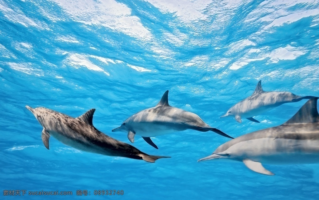 海豚 海底 大海 生物 海洋 海洋生物 生物世界