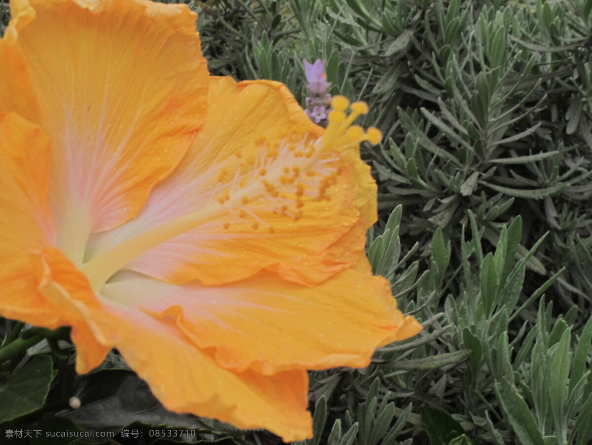 黃 色 扶 桑花 花朵 扶桑花 花博 花博会 台灣 风景 生活 旅游餐饮