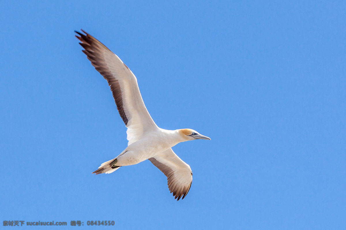 蓝天上的海鸥 海鸥 海鸟 飞翔 飞鸟 鸟类动物 飞禽 动物摄影 空中飞鸟 生物世界 蓝色