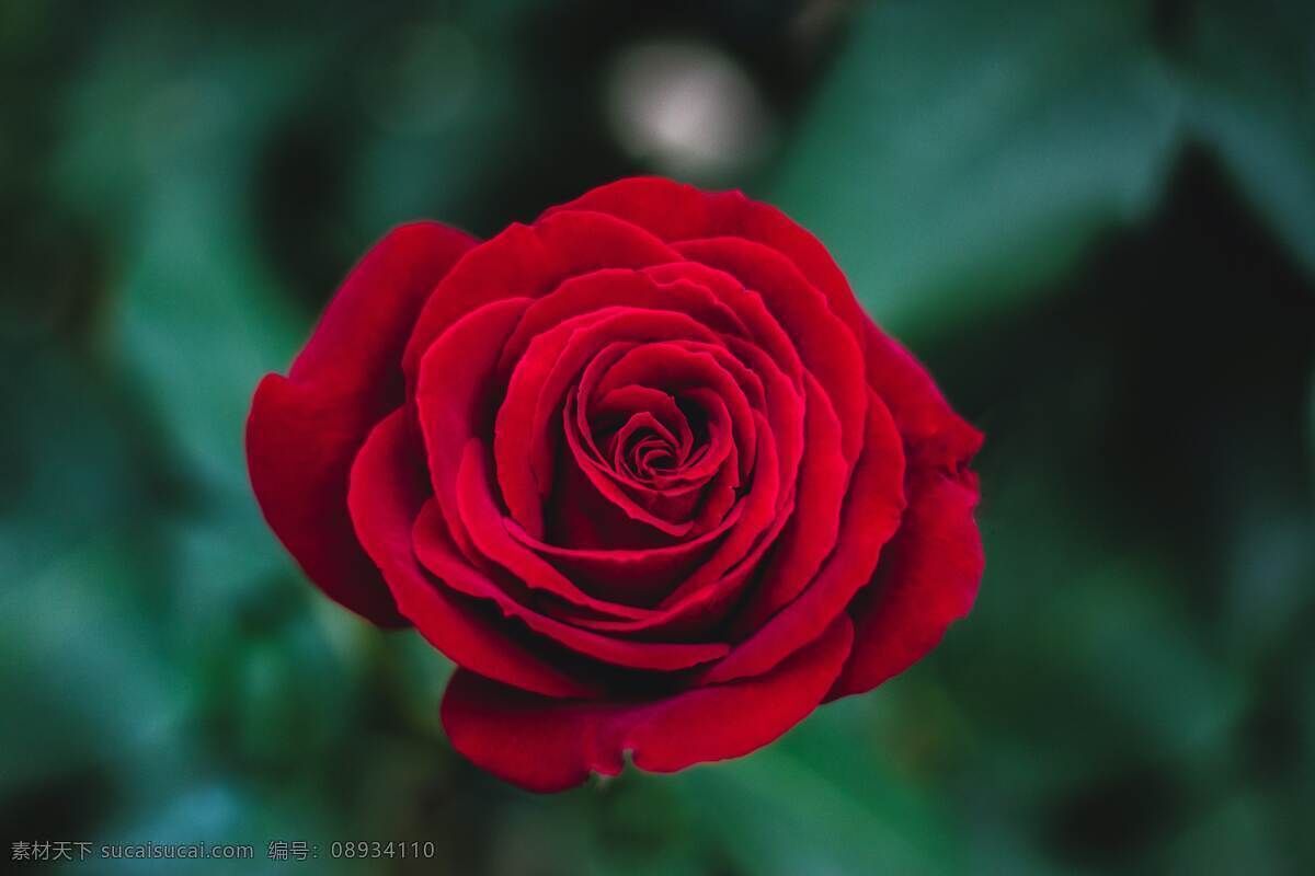 红玫瑰 鲜花 玫瑰 恋爱 爱情 爱 花瓣 情人节 鲜红 生物世界 花草