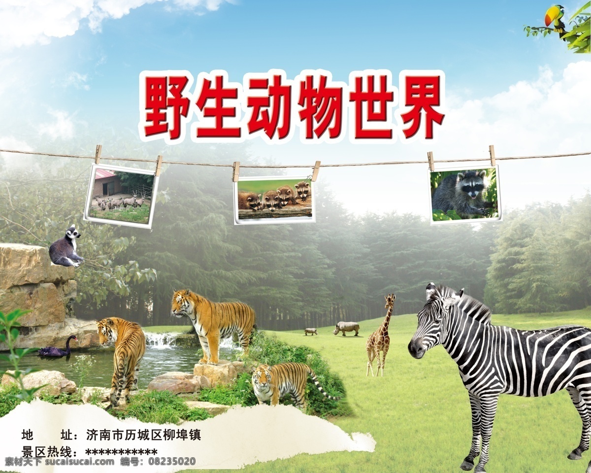 野生动物展板 野生动物 世界 展板 蓝天 斑马 老虎 长颈鹿 天鹅 山林 展板模板 广告设计模板 源文件
