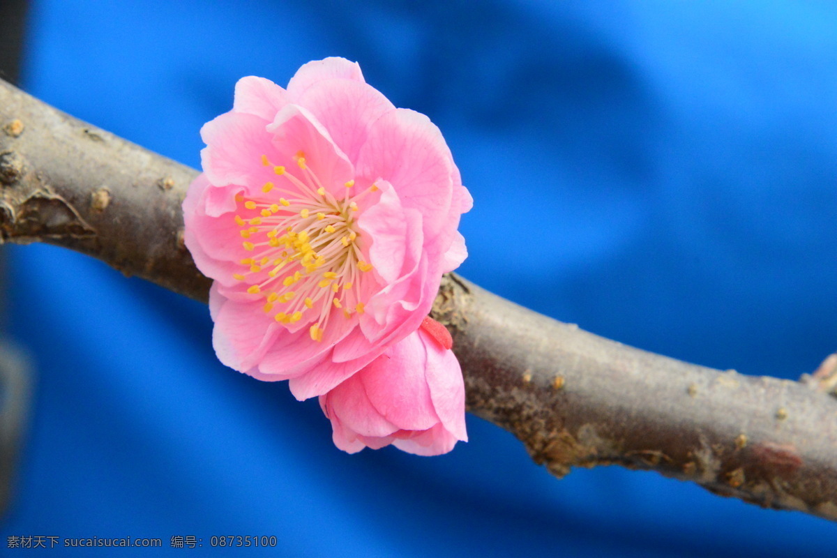 梅花 酸梅 黄仔 合汉梅 花朵 花瓣 花蕊 花儿 花卉 枝叶 绿化景观 植物园风景 植物园美景 榆叶梅腊梅 生物世界 花草