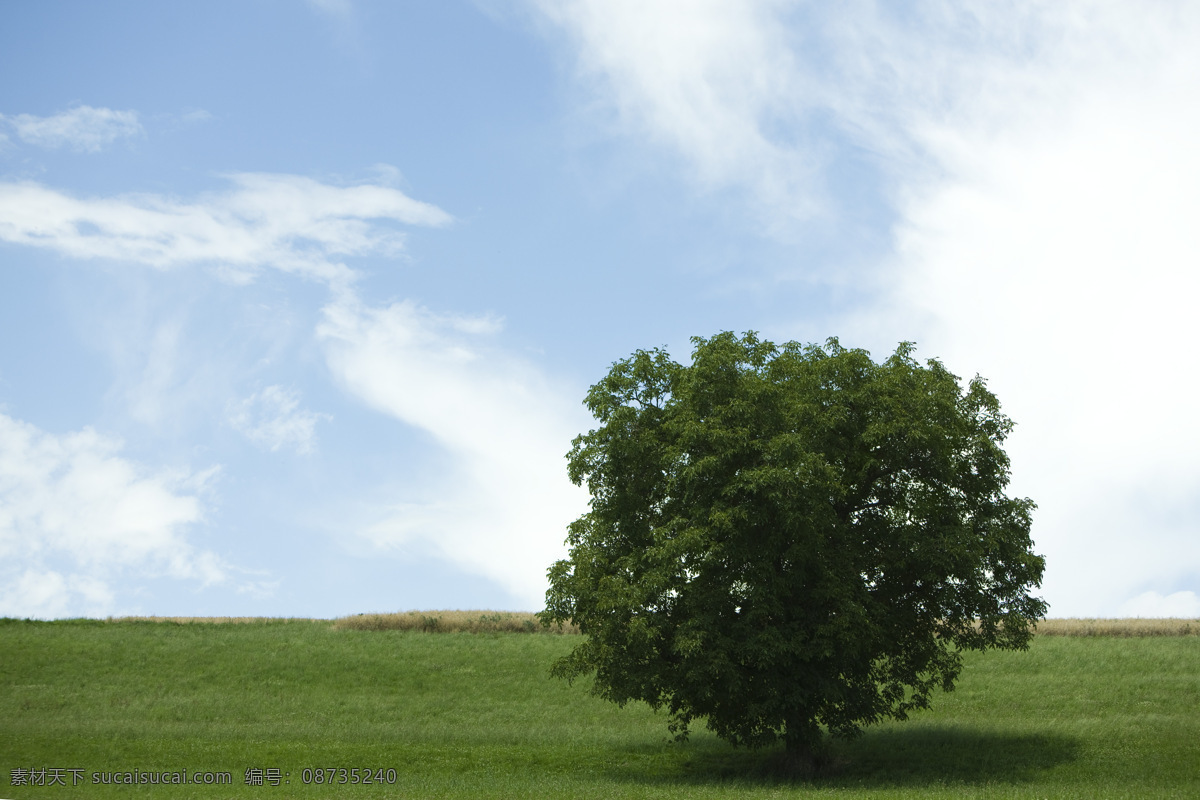 草地 上 一棵树 天空 蓝天白云 度假 风景 美景 景色 自然景观 自然风景 旅游摄影 旅游 草原 树木 山水风景 风景图片