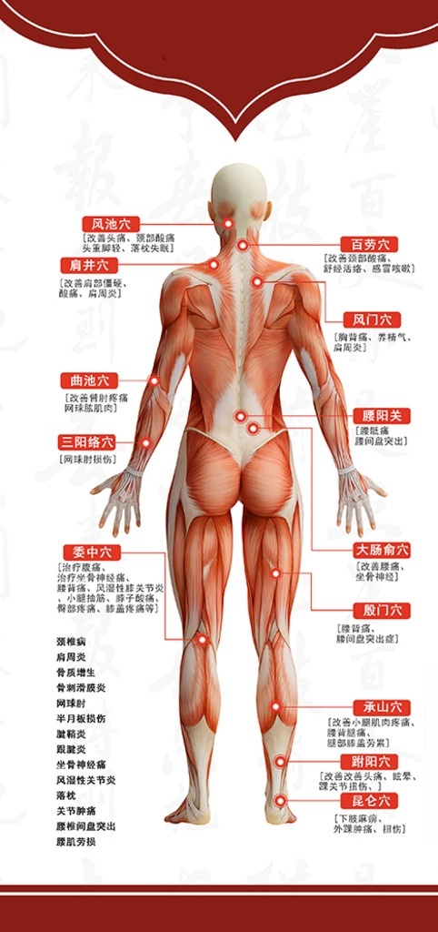 穴位图 中医 红色背景 复古背景 头部 腰部 腿部 身体 肌肉 分层 背景素材
