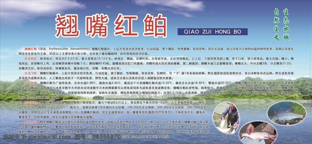 黄河特产 黄翘嘴红鲌 翘嘴红鲌 黄河翘嘴红鲌 黄河湿地 展板 标志图标 公共标识标志