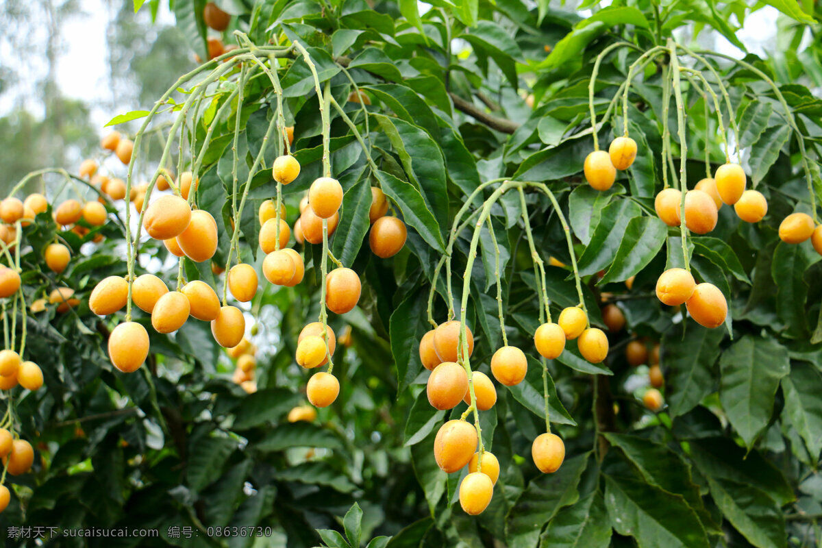 黄皮果 金穗果园 黄皮果园 黄皮果采摘 热带水果 生物世界 水果