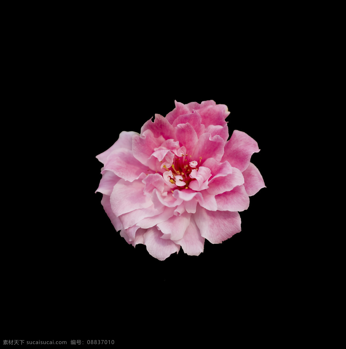 位图 写实花卉 植物 花朵 免费素材 面料图库 服装图案 黑色