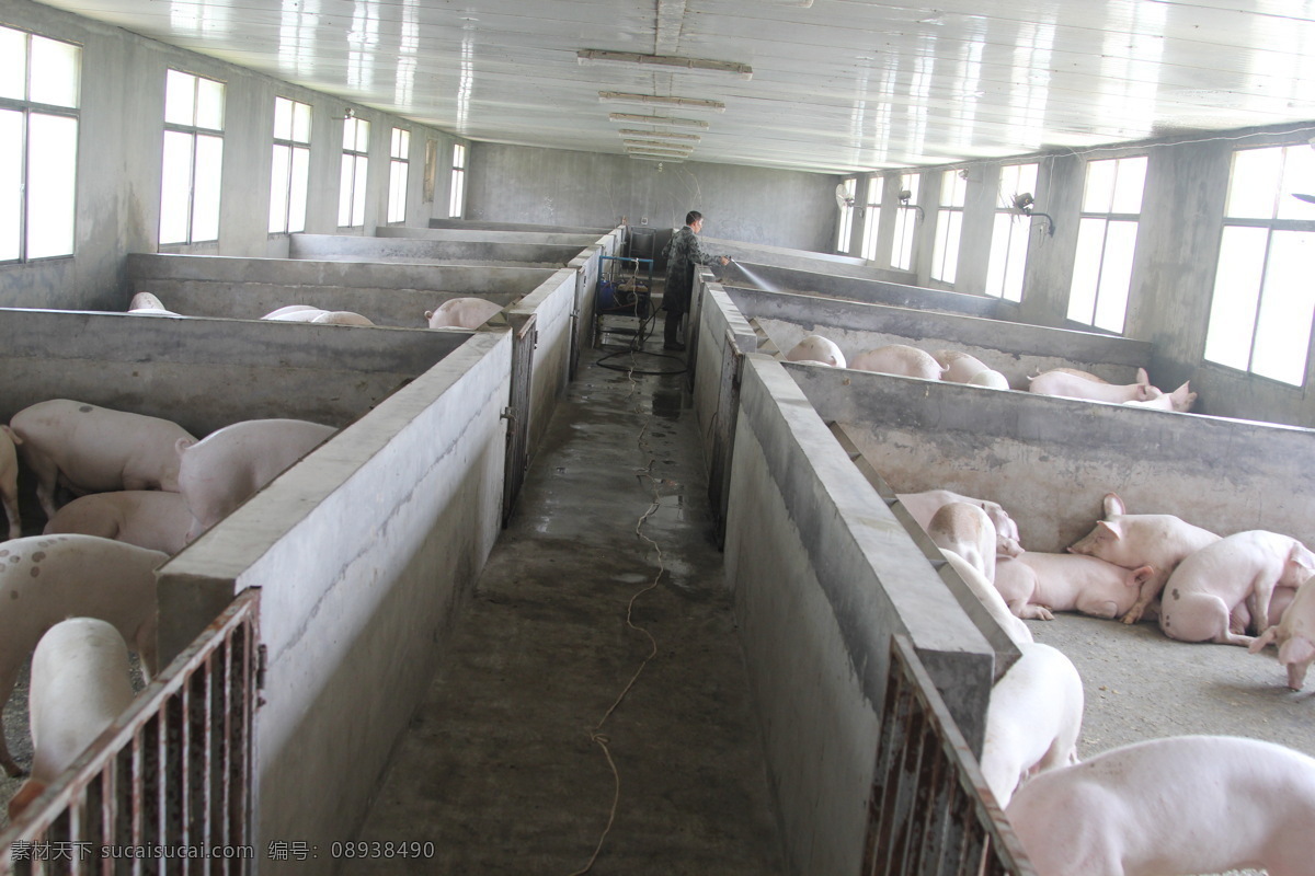 猪圈 猪舍 养猪场 牲口 生猪 生物世界 家禽家畜