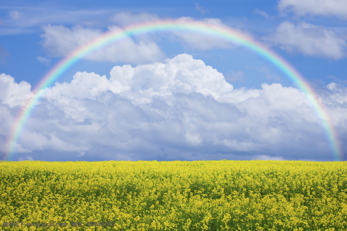 油菜 田 上 面的 美丽 彩虹 油菜花 美丽彩虹 七彩虹 雨后彩虹 彩虹风景 美丽风景 美景 景色 天空 云朵 天空图片 风景图片