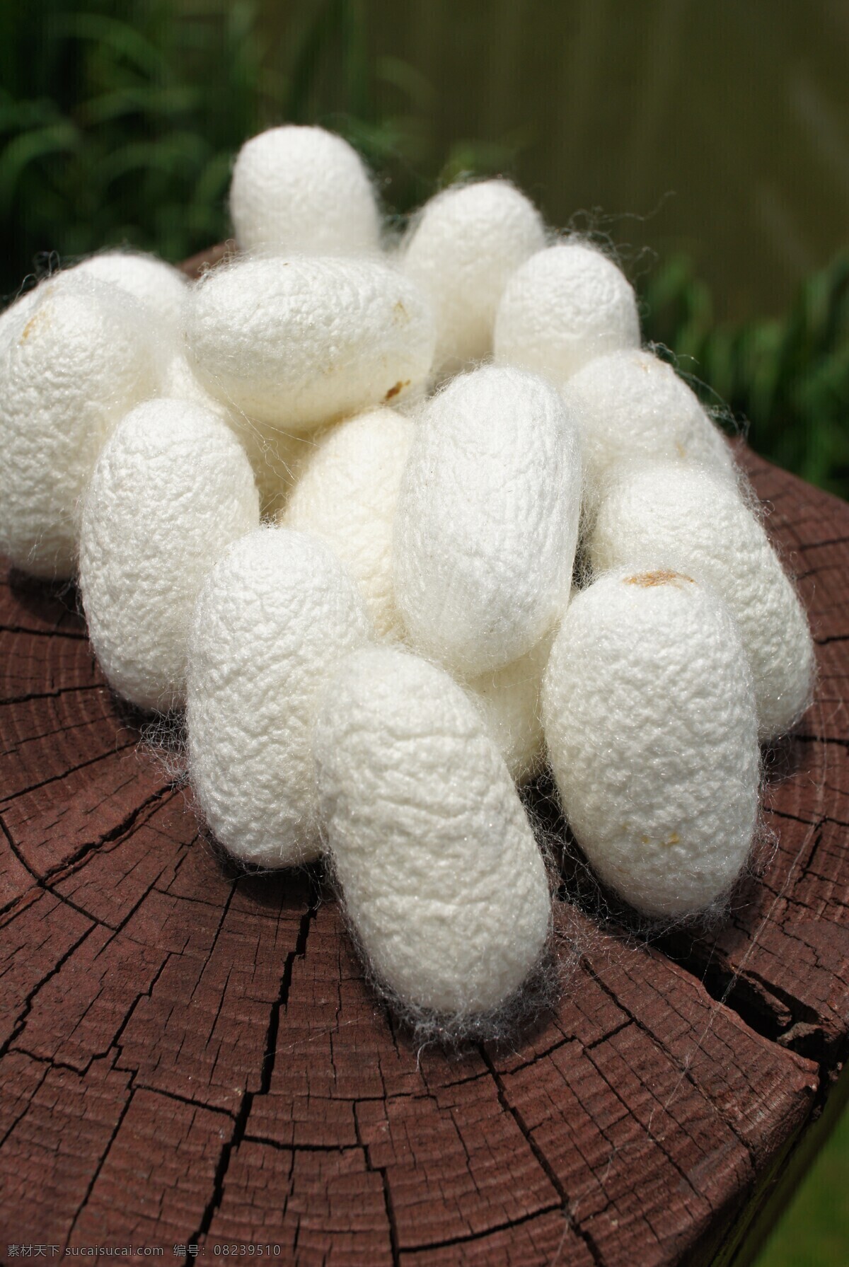 蚕茧 蚕蛹 蚕丝 真丝 桑蚕 蚕宝宝 家纺 家居 纤维 昆虫 生物世界