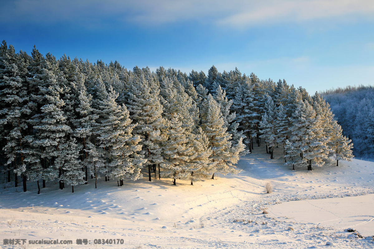 冬季森林 冬季 冬天 雪景 美丽风景 景色 美景 积雪 雪山 雪地 森林 自然风景 自然景观 黑色